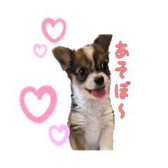 [LINEスタンプ] ごろちゃんスタンプ。