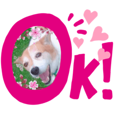 [LINEスタンプ] わんだふるな日々