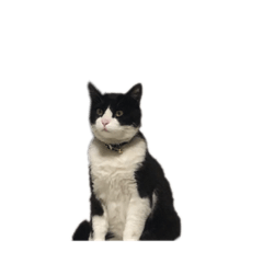 [LINEスタンプ] はちわれちくわ