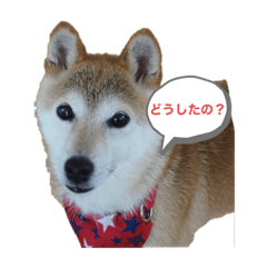 [LINEスタンプ] さくらだらけ