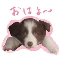 [LINEスタンプ] ボーダーコリーの可愛いアンちゃん