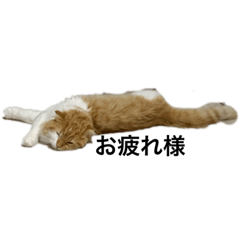 [LINEスタンプ] つにゃんの日常 その1