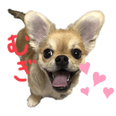 [LINEスタンプ] むぎの日常スタンプ2