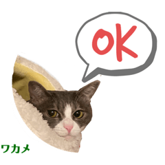 [LINEスタンプ] ワカメのメ