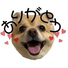 [LINEスタンプ] こむぎのすたんぷ 2