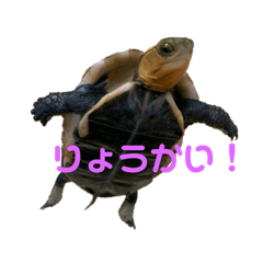 [LINEスタンプ] カメとの日常スタンプ