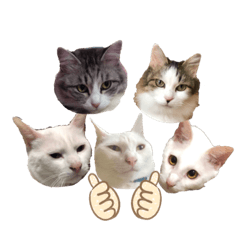 [LINEスタンプ] THE FIVE CATSの画像（メイン）