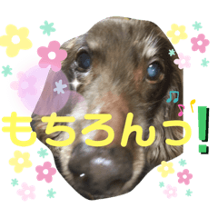 [LINEスタンプ] ダックスたまらん5プレミアム