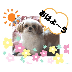 [LINEスタンプ] チワシーのララちゃん2