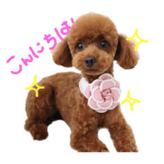 [LINEスタンプ] ちこお嬢様