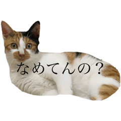 [LINEスタンプ] かんちゃんねこねこ