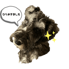 [LINEスタンプ] ミニチュアシュナウザーのボヌール君