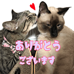 [LINEスタンプ] あずきとねお1