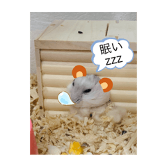 [LINEスタンプ] 動物の集合22