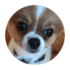 [LINEスタンプ] 愛犬もかのスタンプ