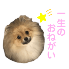 [LINEスタンプ] ポメラニアンのイクラちゃんスタンプ5