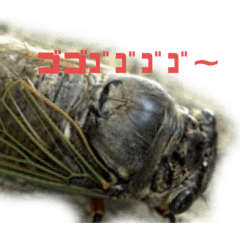 [LINEスタンプ] セミです。よ