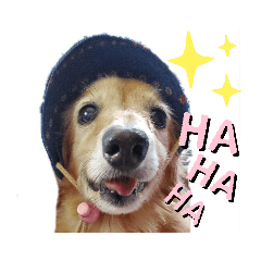 [LINEスタンプ] ミニチュアダックスのおばあちゃんの日常