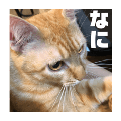 [LINEスタンプ] Niwa man_20200719141344