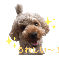 [LINEスタンプ] トイプードル MOCAちゃん