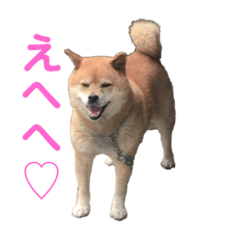 [LINEスタンプ] ギンちゃんすたんぷ