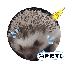 [LINEスタンプ] ハリネズミ ちむちむ君だよ