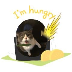 [LINEスタンプ] ハチワレ 立ち耳スコ