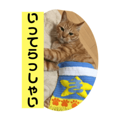 [LINEスタンプ] 我が家にゃん6