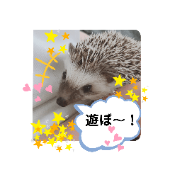 [LINEスタンプ] ハリネズミ ちむちむ君だよ4