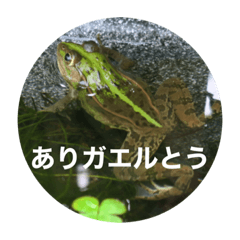 [LINEスタンプ] プラ池の生きもの家族