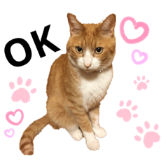 [LINEスタンプ] 茶白猫のきーちゃん。