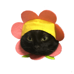 [LINEスタンプ] スイートプリティキャットレオ