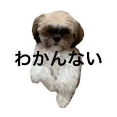 [LINEスタンプ] ぷくちゃん①