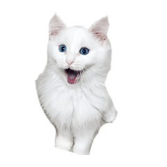 [LINEスタンプ] ノブは猫