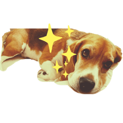 [LINEスタンプ] ビィーちゃんスタンプ Ver.2