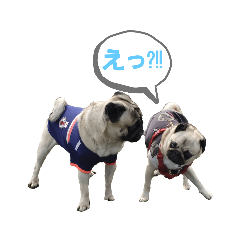 [LINEスタンプ] パウちゃん