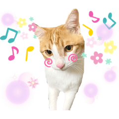 [LINEスタンプ] Cocoちゃんにゃんこちゃんスタンプ3