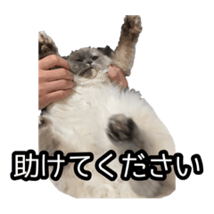 [LINEスタンプ] 毎日ぽんちゃん