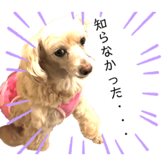 [LINEスタンプ] ココちゃん(方言あり・・・)