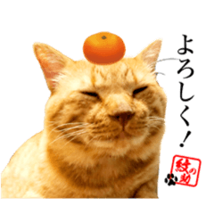 [LINEスタンプ] 元野良猫モンのスケさん