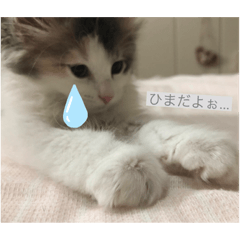 [LINEスタンプ] にゃんにゃんこ3
