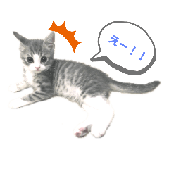 [LINEスタンプ] ねこのあおちゃんスタンプ