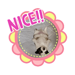 [LINEスタンプ] シーズーbaby達！