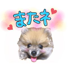 [LINEスタンプ] ポメラニアンmocoの日常スタンプ(*´ω｀*)