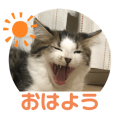 [LINEスタンプ] 長毛マンチカン ブランくん