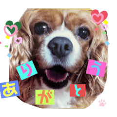 [LINEスタンプ] はろ〜〜キャバッppy.2