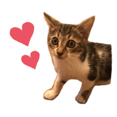 [LINEスタンプ] 猫のピノちゃん♂
