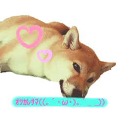 [LINEスタンプ] 愛犬ラミのスタンプ(❁´ω`❁）2
