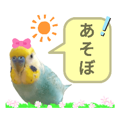 [LINEスタンプ] セキセイインコのニイコちゃん「色々言葉」