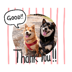 [LINEスタンプ] 柴犬ライフ小鉄と小春